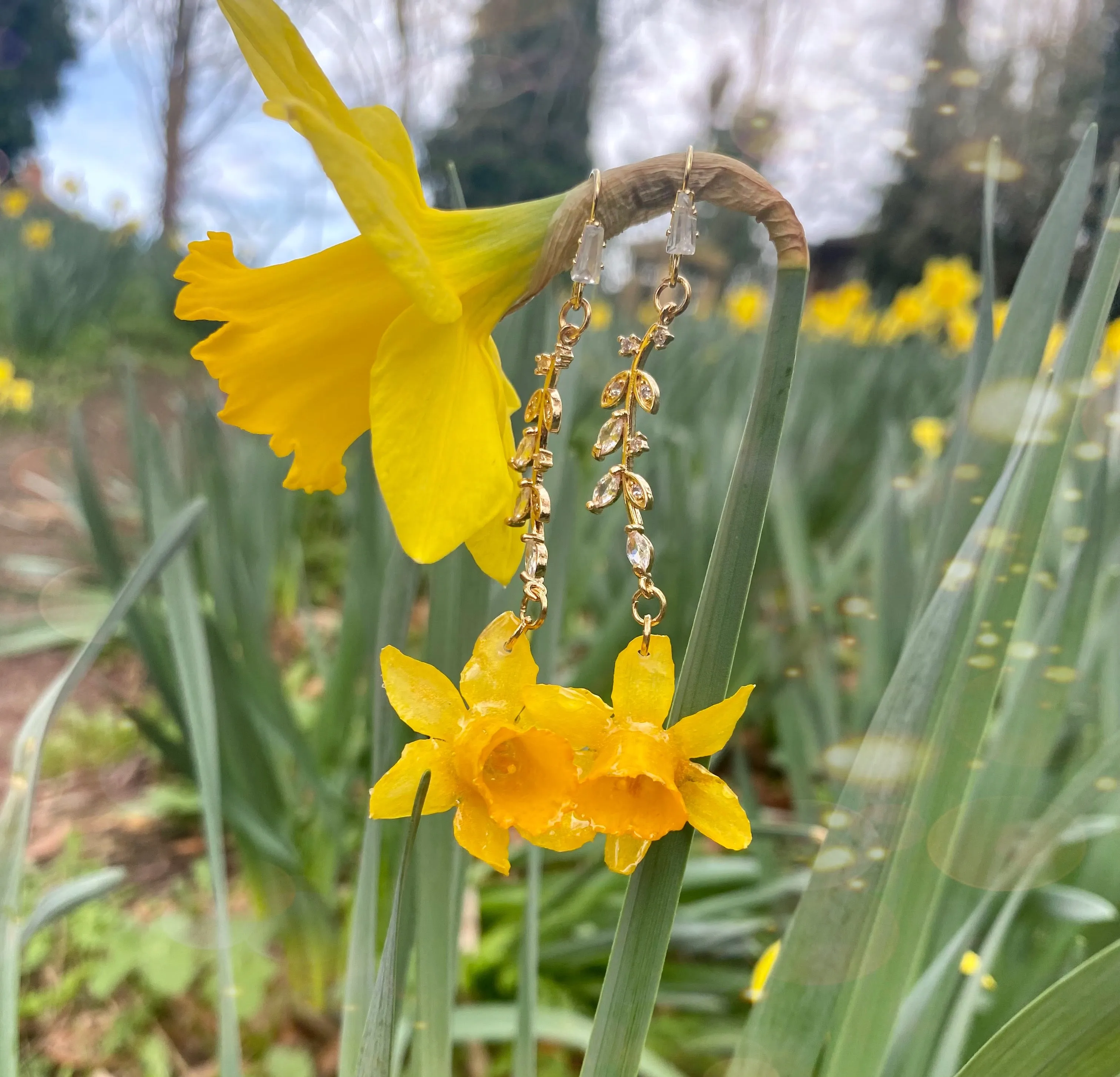 Daffodil Abbey